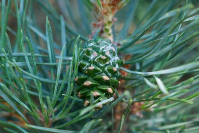 Pinus sylvestris 'Pyramidalis glauca' - borovice lesní - šiška